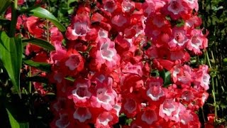 Penstemon Spring Pruning [upl. by Merchant660]