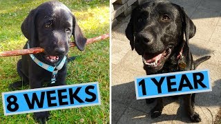 Black Labrador Puppy 8 Weeks to 1 Year  From Puppy to Dog [upl. by Neiht]