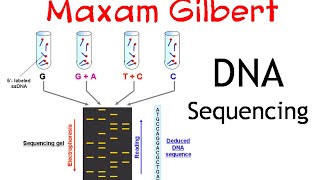 Maxam gilbert DNA sequencing method [upl. by Landis549]