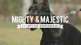 THE EUROPEAN DOBERMAN PINSCHER MIGHTY amp MAJESTIC [upl. by Lynda]