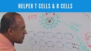 Helper T cells  CD4 and B cells  Lymphocytes  Immunology [upl. by Ester]