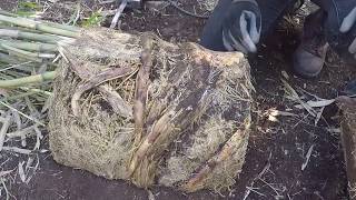 How to Divide Rootbound Potted Bamboo [upl. by Allac]