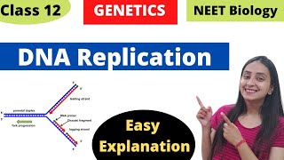 DNA Replication  Molecular Basis of Inheritance  Class 12 Genetics [upl. by Ecinhoj806]