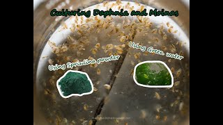 How To Culture Daphnia and Moinas using Green Water Spirulina powder [upl. by Lebna]