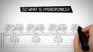 What is Hydroponics [upl. by Enninaej]