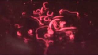 Parasitic Schistosoma haematobium Worms [upl. by Tennaj311]