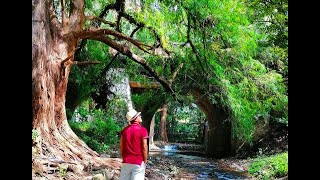 MANANTIAL DE TEPOZTLÁN MORELOS MÉXICO [upl. by Sairtemed]