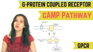 cAMP PATHWAY  GPROTEIN COUPLED RECEPTOR GPCR [upl. by Annwahs11]