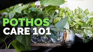 Pothos Care 101 Is This the Easiest Houseplant to Care For [upl. by Battat]