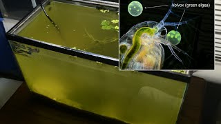 Raising Daphnia for the Freshwater Aquarium [upl. by Akiehs]