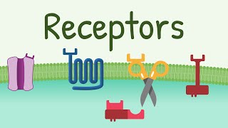 Receptors Types amp Functions [upl. by Nuawad]