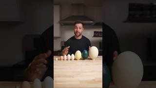 I Cooked the World’s CRAZIEST Eggs [upl. by Eagle217]