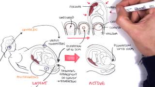 Obstetrics  Stages of Labour [upl. by Diogenes]