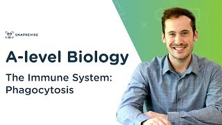 The Immune System Phagocytosis  Alevel Biology  OCR AQA Edexcel [upl. by Aeirdna]