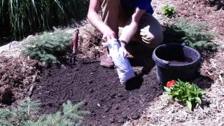 How to Plant Campsis Radicans Orange Trumpet Creeper [upl. by Idnil]