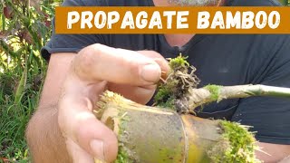 Easy Way To Grow Bamboo By Cuttings [upl. by Kryska485]