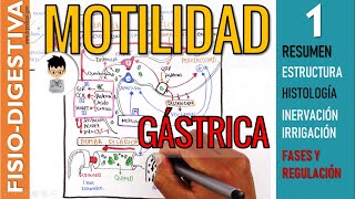 MOTILIDAD y VACIAMIENTO GASTRICO Estructura Inervación y REGULACION Fisiología Digestiva 1 [upl. by Lattie61]