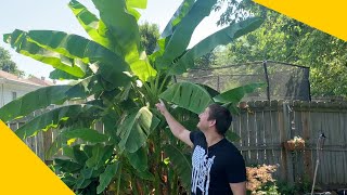 How To Grow A Banana Tree At Home In Any Climate [upl. by Gamaliel]