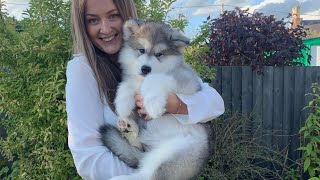 Meet Our New Alaskan Malamute Puppy Cutest Little Fluff EVER [upl. by Zul]