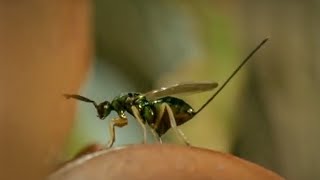 Life of Insects  Attenborough Life in the Undergrowth  BBC Earth [upl. by Bandur10]