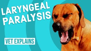 Laryngeal Paralysis in Dogs [upl. by Sweatt131]