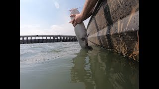 Using Asian Carp Scraps to Catch Blue Catfish Below Kentucky Lake [upl. by Shandeigh]