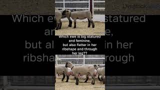 Livestock Judging  Breeding Ewes [upl. by Eibreh]