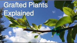 What are Grafted Plants [upl. by Elocan]