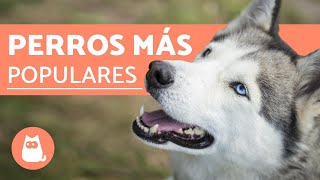 TOP 10 Razas de Perros MÁS POPULARES del Mundo [upl. by Onateyac]