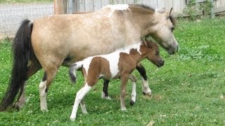 The Birth of Beccas 2013 Foal A Miniature Horse is Born [upl. by Ennaihs]