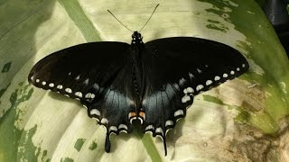 Papillons  Documentaire Animalier [upl. by Yonah528]