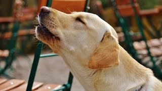 LABRADOR BARKING  LABRADOR HOWLING AND BARKING COMPILATION 2016 [upl. by Rats66]