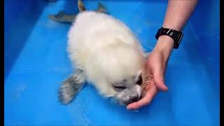 Baby seals’s first time swimming [upl. by Aleron390]