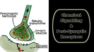 Chemical Signalling amp Post Synaptic Receptors [upl. by Cordula]