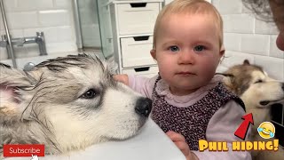 Giant Alaskan Malamute Puppys First Bath Baby Helps To Wash Him SO CUTE [upl. by Oynotna592]