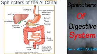 Sphincters of Digestive System [upl. by Arihppas]