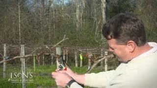 Isons Nursery Pruning Mature Muscadine Vines Instructional [upl. by Eissehc645]