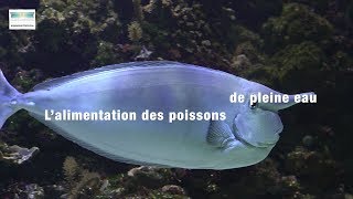 L’alimentation des poissons de pleine eau [upl. by Atinej]