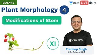 Plant Morphology  L 4  Modifications of Stem  Class 11  Unacademy NEET  Botany  Pradeep Sir [upl. by Onyx870]