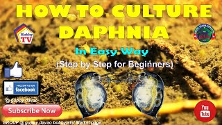 HOW TO CULTURE DAPHNIA In Easy Way [upl. by Lannie]