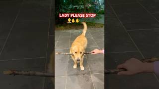 Drop it failsjunior goldenretriever happy dropit love cuteshortsviral shorts trending [upl. by Assyle]