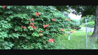 Red Trumpet Vine Campsis radicans Humming Bird Plant [upl. by Slotnick741]