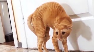 Funny Scaredy Cats Compilation  READ DESCRIPTION 👇🔥 [upl. by Drabeck]