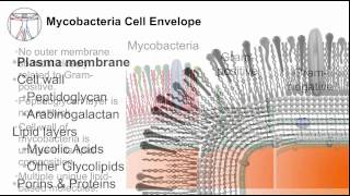 Tuberculosis Mycobacterial Cell Envelope [upl. by Notanhoj]