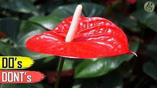 ANTHURIUM PLANT CARE TIPS – INDOOR FLOWERING PLANT [upl. by Ri]