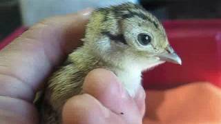 Raising Pheasant Day 1 [upl. by Demmahum]