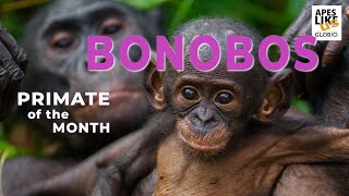 BONOBOS Primate of the Month [upl. by Ttimme264]