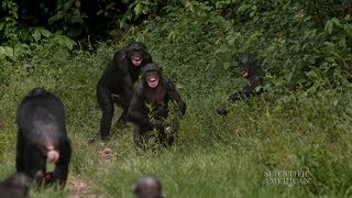 Bonobos Prefer “Jerks” Over Helpers [upl. by Otcefrep]