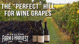 Why Hillsides Grow Better Wine Grapes  Maryland Farm amp Harvest [upl. by Harms]