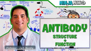 Immunology  Antibody Structure amp Function [upl. by Becca]